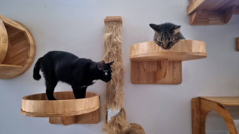 hai con mèo trong nhà chơi trên kệ mèo