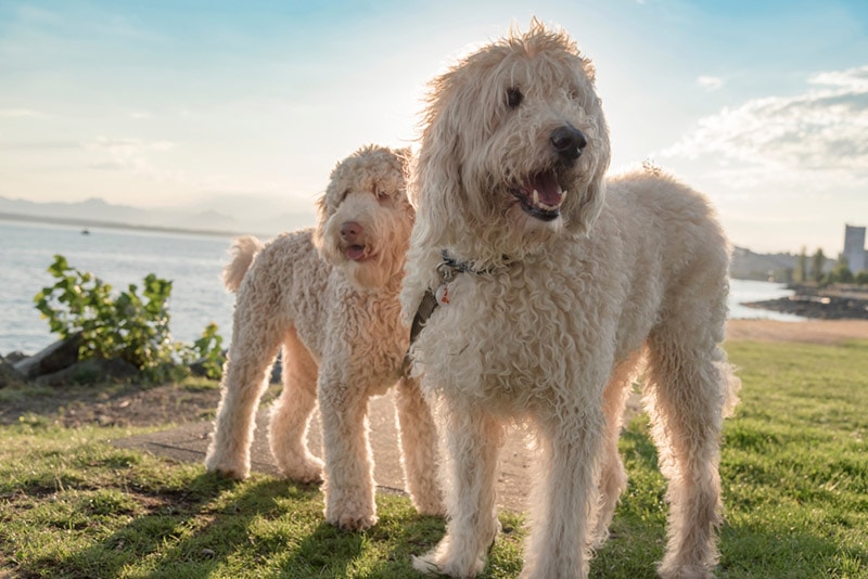 two doodle dogs by the sea