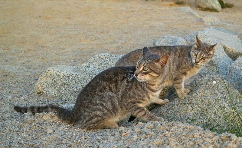 two feral cat on rocks