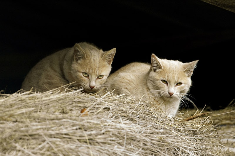 two feral cats