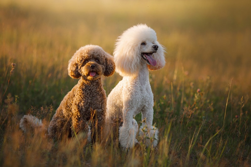 National poodle 2024 day