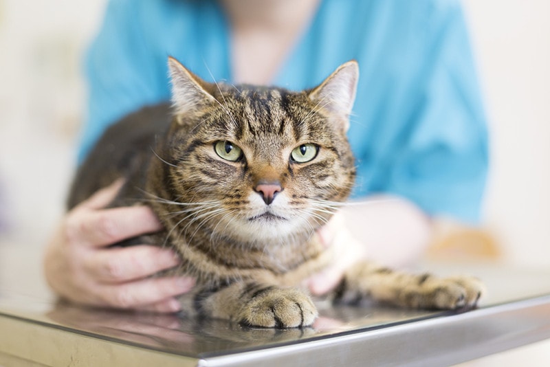 Can Cats Eat Caramel Vet Approved Facts FAQ Hepper