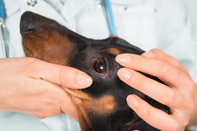 bác sĩ thú y kiểm tra mắt của một con chó dachshund