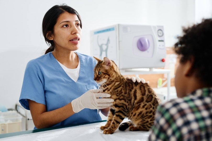 bác sĩ thú y kiểm tra mèo bengal
