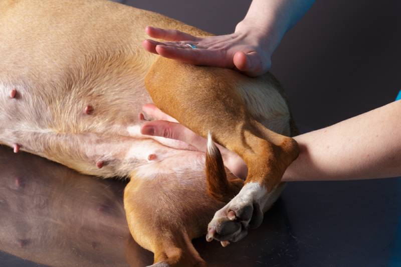 vet massaging a dog's thigh