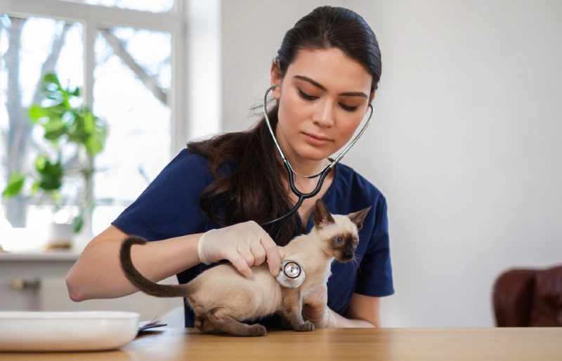 bác sĩ thú y kiểm tra một con mèo xiêm tại phòng khám