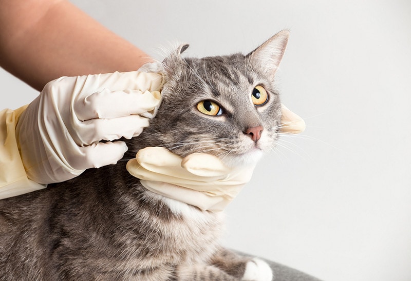 veterinarian take care of the gray cat cleaning sick ear before procedure in gloves