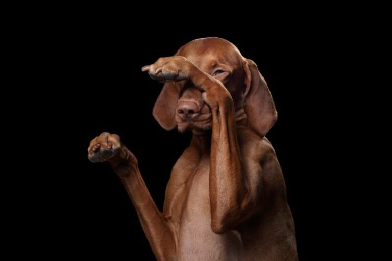 10 Smells That Dogs Hate DogRepelling Scents & Odors Hepper