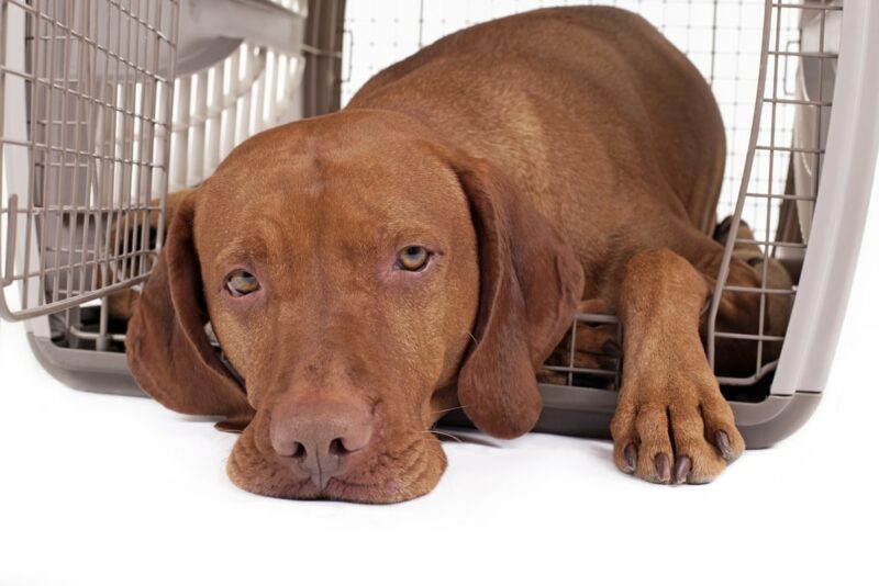 vizsla dog lying in his crate