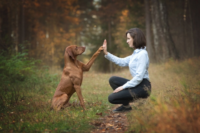 vizsla dog training