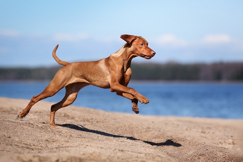 can vizslas be aggressive