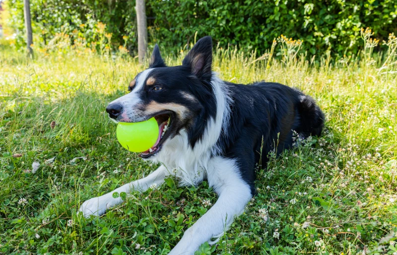 welsh sheepdog lying on grass with a ball toy in its mouth