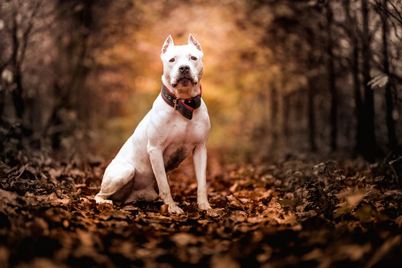 white american pitbull terrier in autumn forest