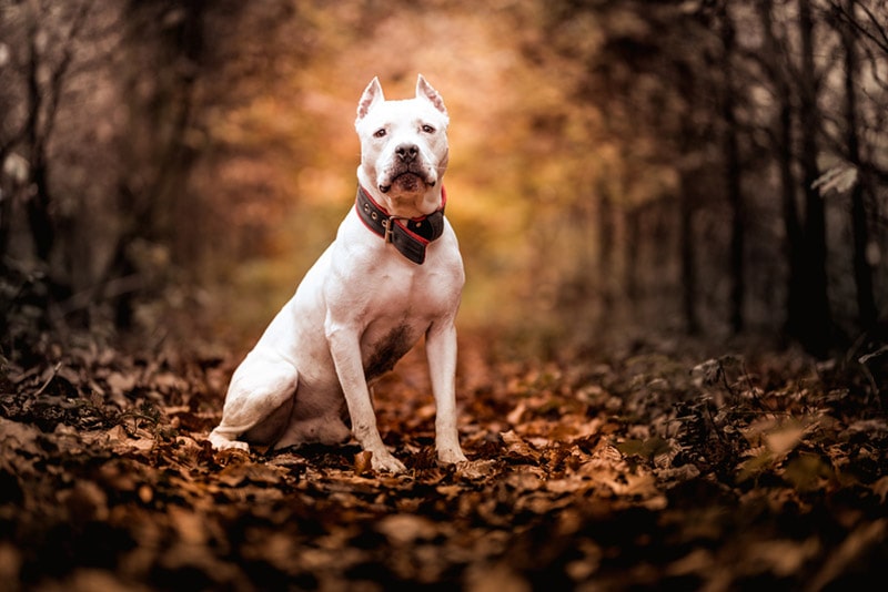 5 Types of Pit Bull Dog Breeds