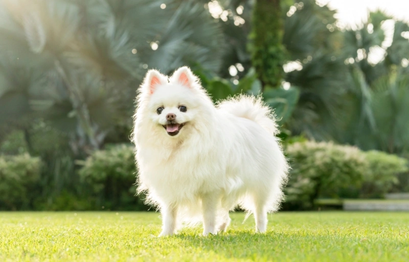 white fox face pomeranian on the grass