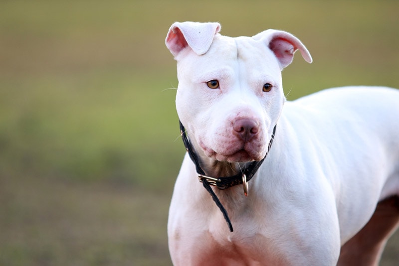 white pitbull close up