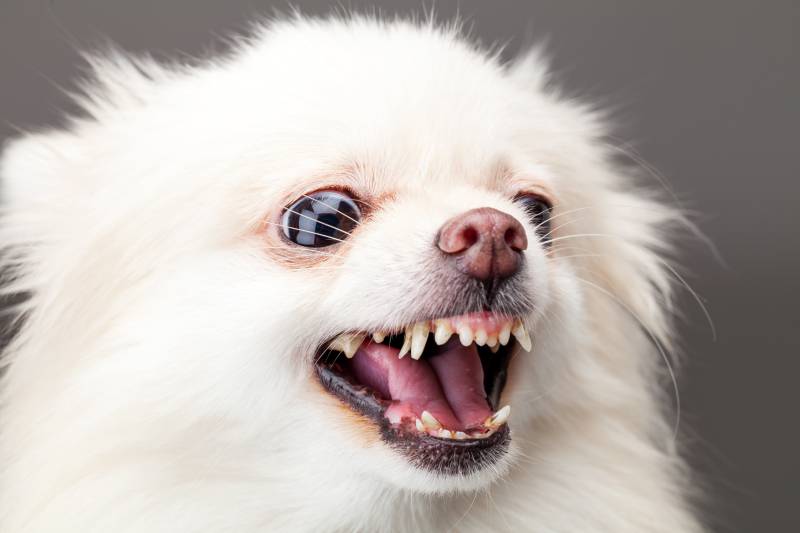 Train pomeranian to stop sales barking