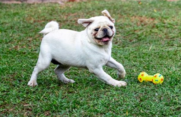 White pug playing with toy outside