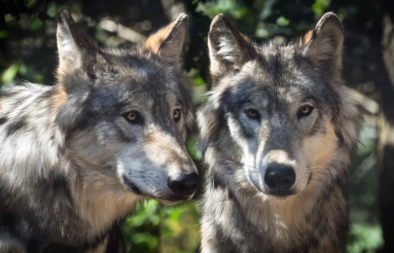 wild grey wolf (canine lupus)