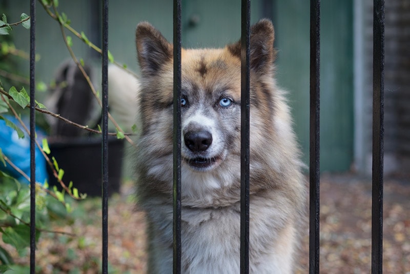 wolf dog behind a cage