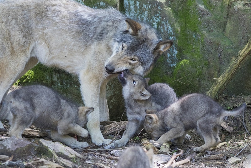 wolf puppy