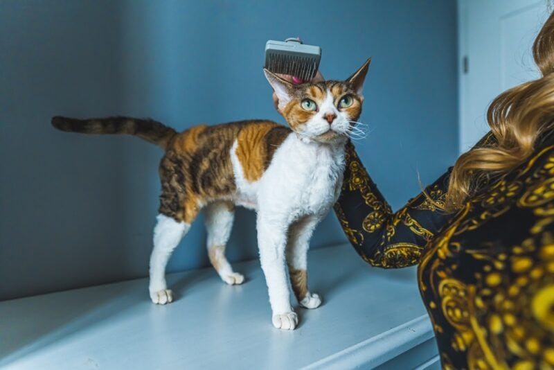 woman brushing a calico devon rex cat