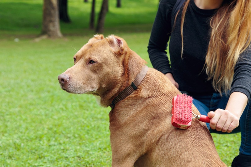 woman brushing her pitbull dog