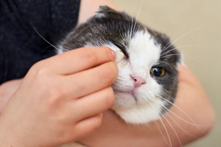 Can You Use Human Eye Drops on Cats? VetReviewed Facts & Care Tips