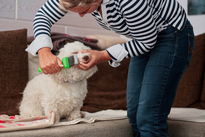 How to Groom a Havanese 8 Expert Tips Tricks Hepper
