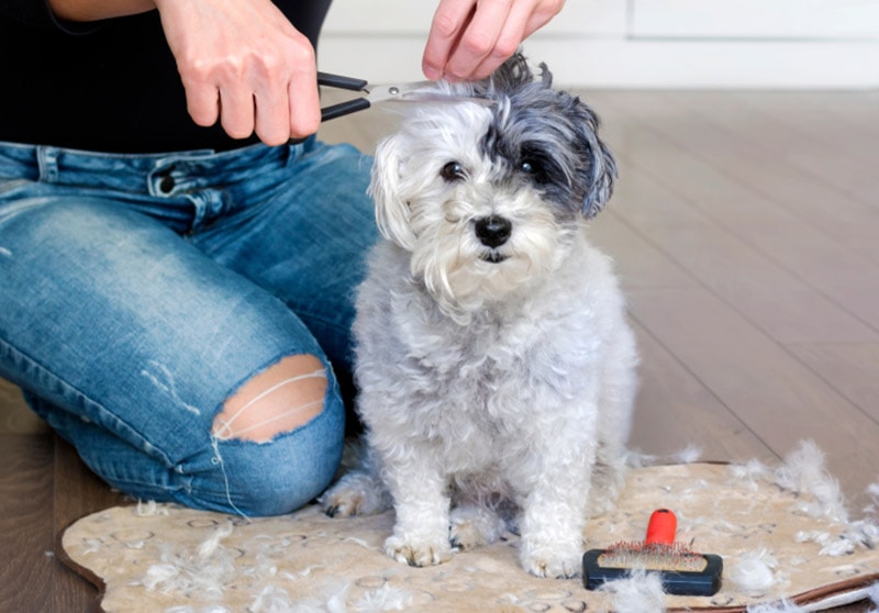 woman grooming havanese dog