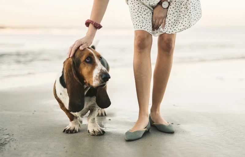woman petting a basset hound dog at the beach