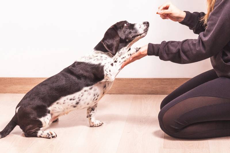 woman trains her Basset Hound dog by teaching it to paw with a reward
