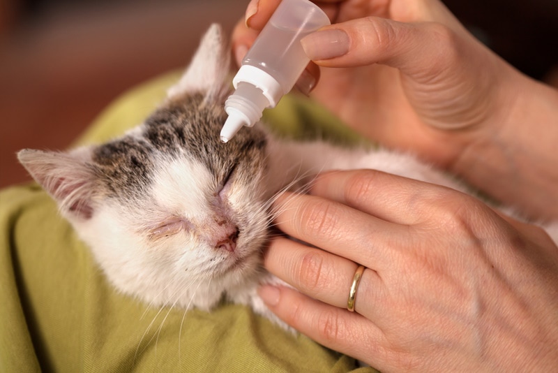 woman treating kitten eyes