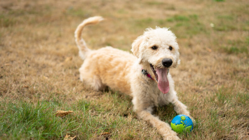 yellow labradoodle on the grass
