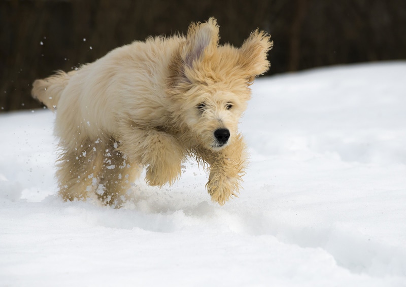 yellow labradoodle playing in the snow
