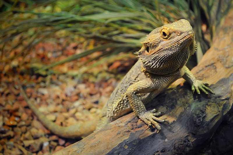 100+ Unique Names for Bearded Dragons To Make Your Pet Stand Out | Hepper