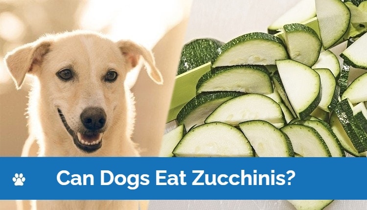 HEP_can dogs eat zuchini