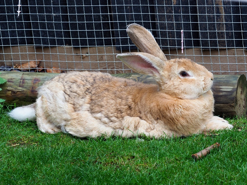 A Flemish Giant rabbit lays down and relaxs on he grass