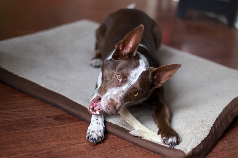 A dog and it's antler A brown and white dog lying on it's bed chewing on a deer antler