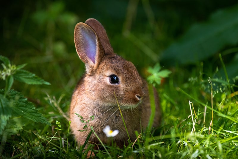 A wild orange Rabbitbunny with big ears in a fresh green forest