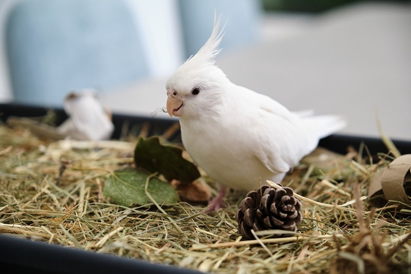 Albino cockatiel playing in its foraging tray
