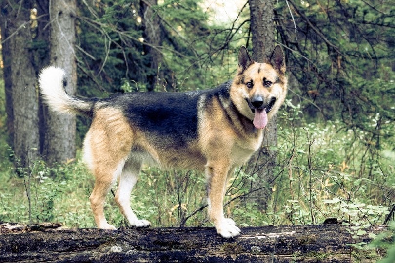 10 Dog Breeds Similar to German Shepherds (With Pictures) Hepper