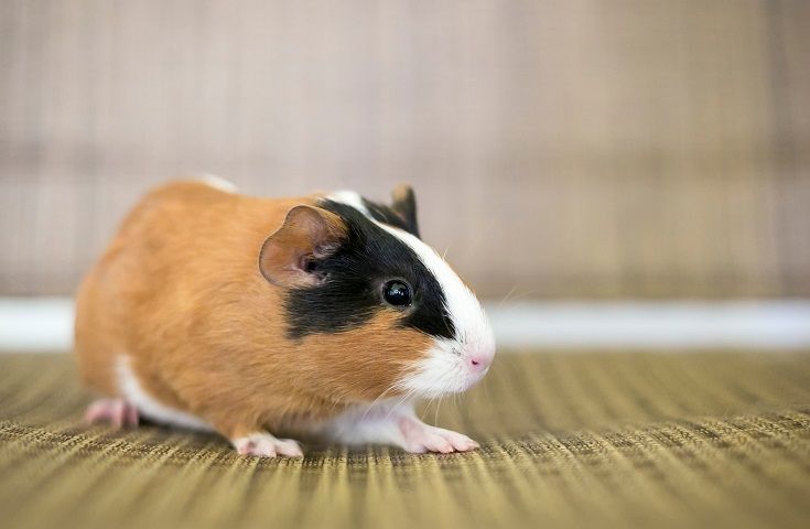 American Guinea Pig