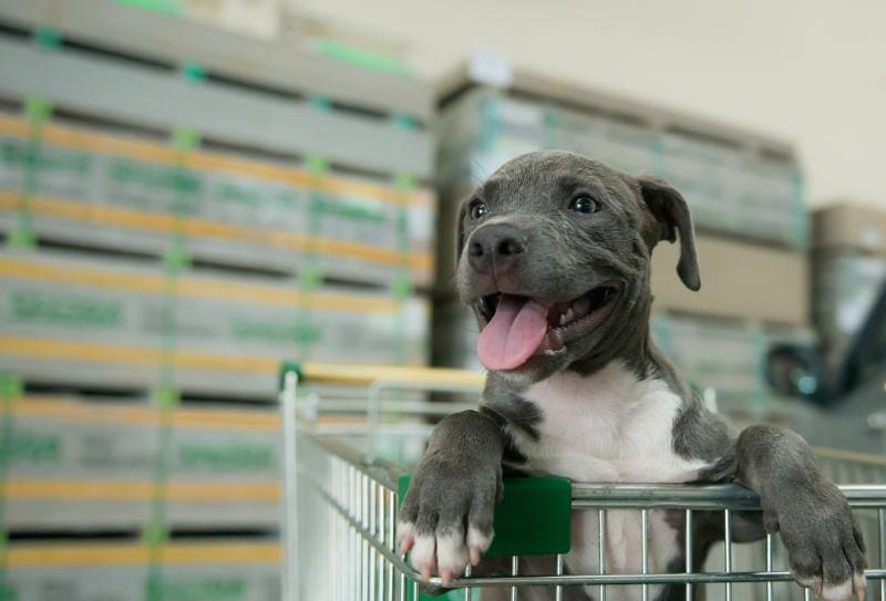 American Pit bull Terrier dog inside a shopping cart trolley