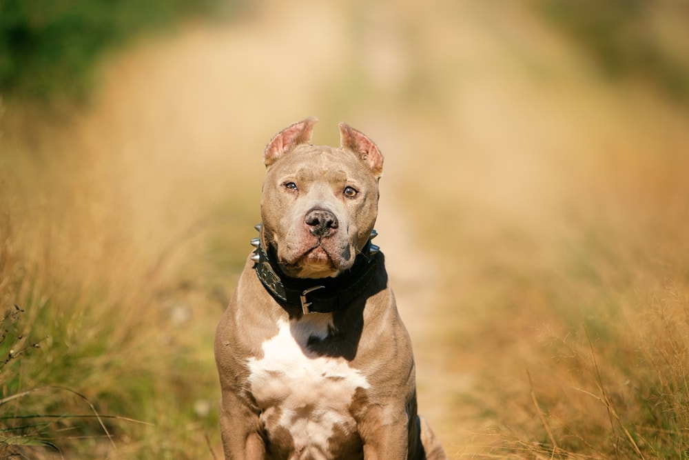 American Pitbull terrier