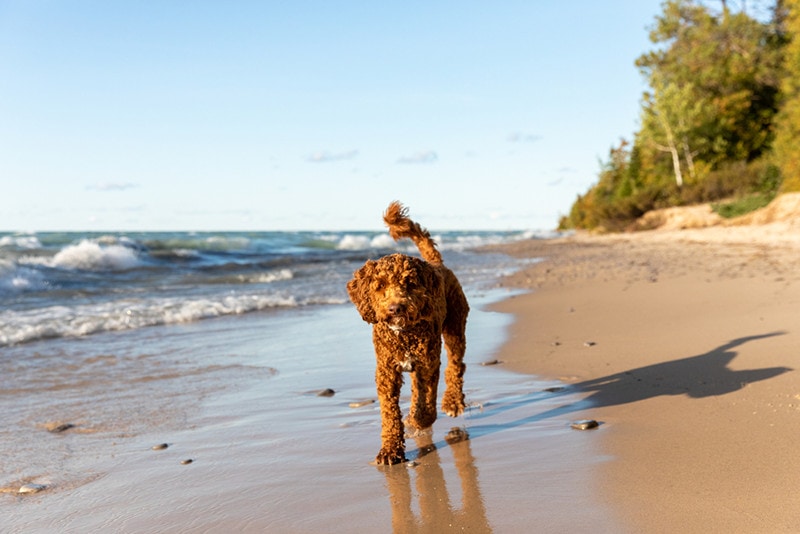 An Australian labradoodle walks along the shore dog on beach