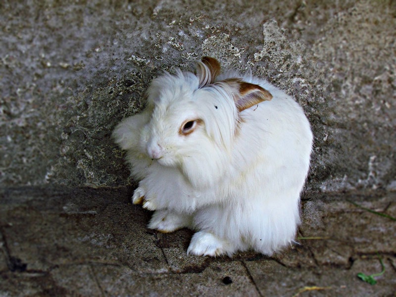 angora dwarf rabbit