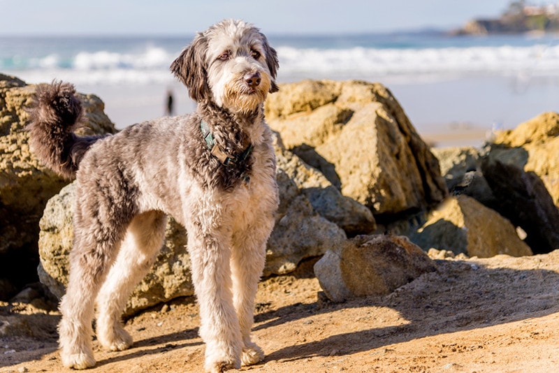 Aussiedoodle puppy playing on beach