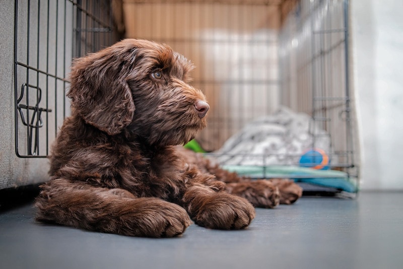 Australian Labradoodle beside crate