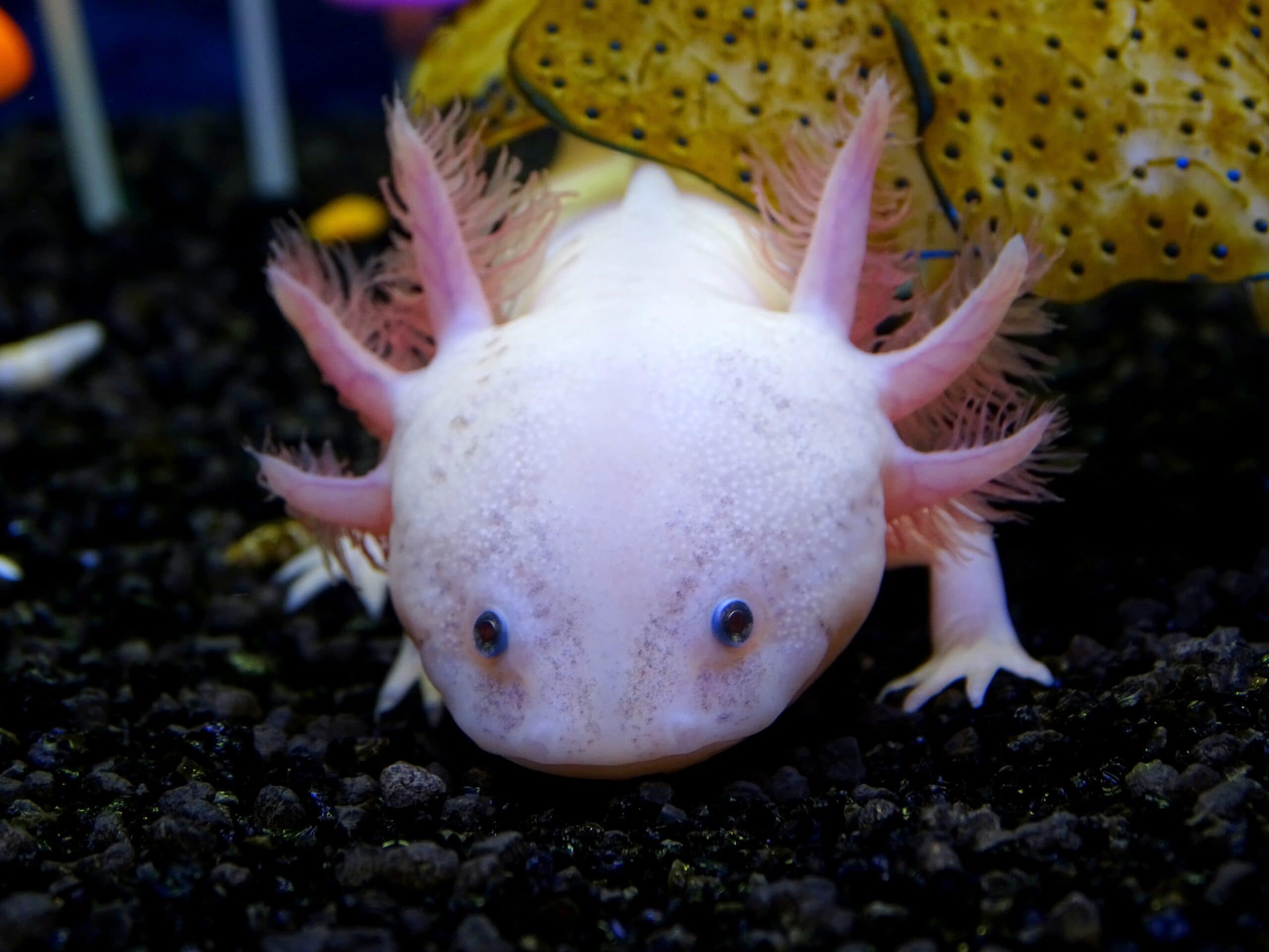 Axolotl